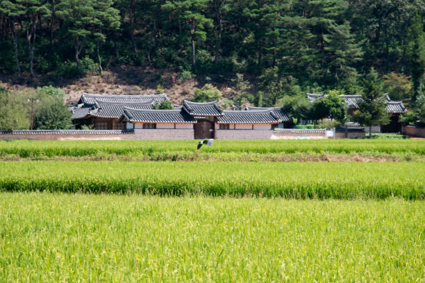 istock heron flying on the rice field 2205375016