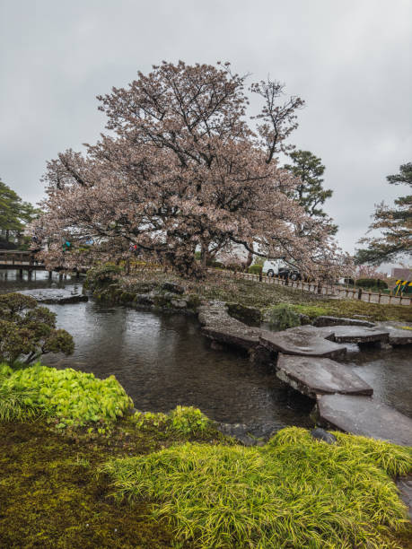 Lose yourself in the quiet beauty of Kenrokuen Garden, where a rain-kissed pond reflects ancient pine trees and scattered cherry petals. A wooden teahouse invites Zen seekers and heritage enthusiasts.