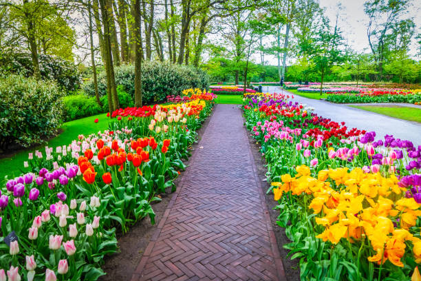 istock Rows of tulip flowers 2205377748