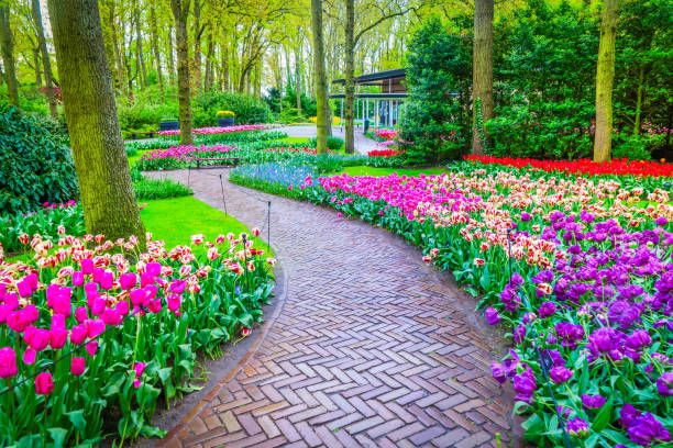 istock Rows of tulip flowers 2205377828