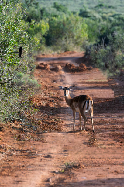 istock Female Impala in a South African Game Reserve. 2205377892