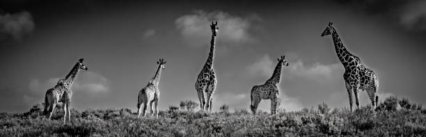 istock Herd of giraffe on a plain in a South African Game Reserve. 2205377963
