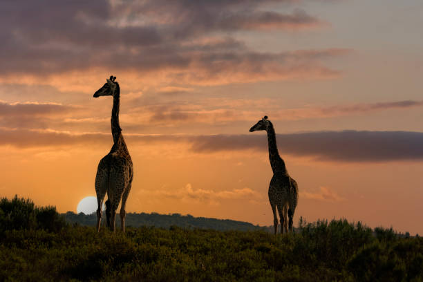 istock Reticulated Giraffe in a South African Game Reserve. 2205378024