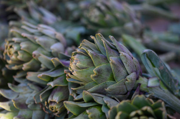 Plump artichokes lie in unison, basking in gentle sunlight, showcasing their rich textures and earthy colors.