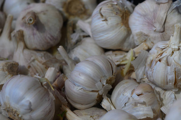 istock Fresh garlic bulbs piled together showcasing their unique textures and shapes in a rustic kitchen setting 2205379501