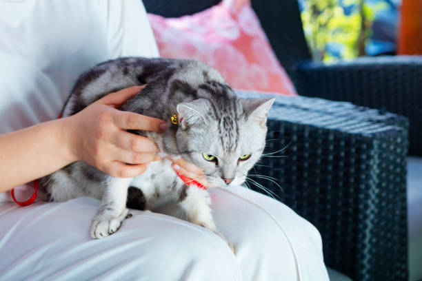 Brunette young woman playing with her rescue red cat at home. Copy space background.