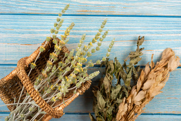 Sideritis scardica - greek mountain tea