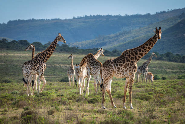 istock Reticulated Giraffe in a South African Game Reserve. 2205382040