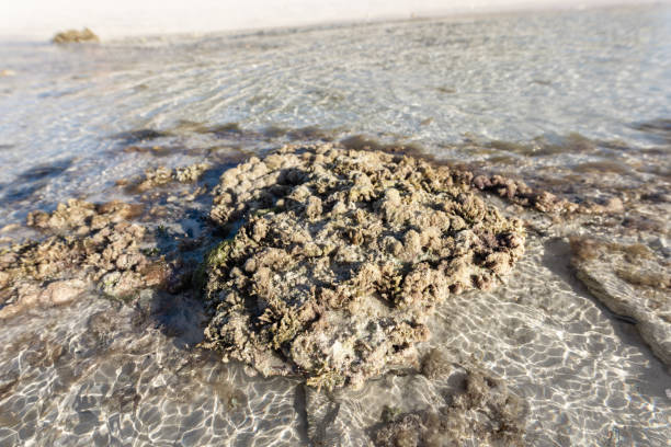 The earliest known life forms on Earth, stromatolites marine formations in Shark Bay, Western Australia.