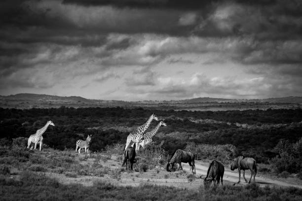 Scenic view of Tarangire National Park during dry season with dry grass, scattered trees, and a cloudy blue sky, creating a tranquil atmosphere in the African savanna