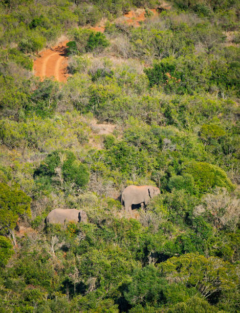 istock Elephants on a hillside in a South African Game Reserve. 2205382297