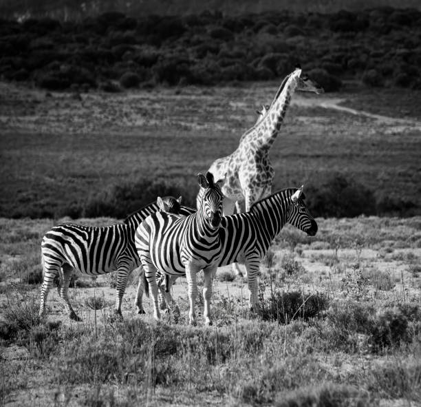 Reticulated Giraffe in a South African Game Reserve.