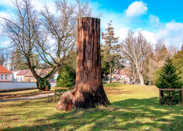 Fallen tree lying beside a park bench on Midsummer's Common in Cambridge, United Kingdom after Storm Benjamin