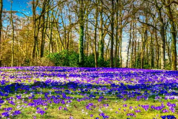 istock Crocuses in the city park 2205384440