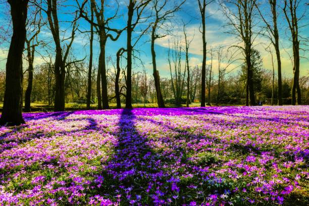 Crocuses in a meadow in the city park, trees in the background, blue sky
