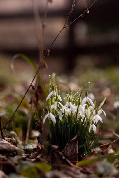 Close-up of a snowdrop bush. Primroses in the forest. Spring Forest. High quality photo