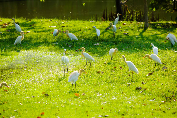 Group of white thai crane birds in Rot Fai park in Bangkok Chatuchak