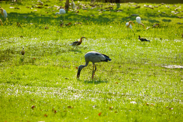 Gray thai crane bird hunting and eating in Rot Fai park in Bangkok Chatuchak