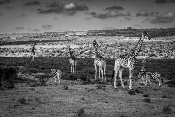 istock Reticulated Giraffe in a South African Game Reserve. 2205386024