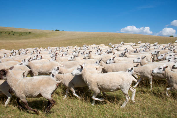 istock flock of 100 sheep running across a field blurred motion 2205386142