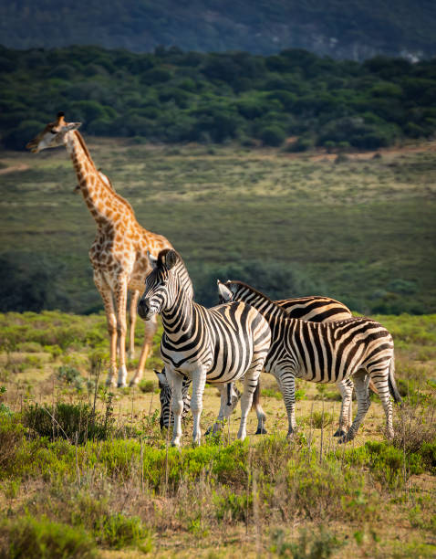 istock Reticulated Giraffe in a South African Game Reserve. 2205386169