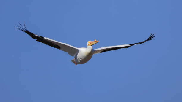 istock One American White Pelican flying with a blue sky 2205386757