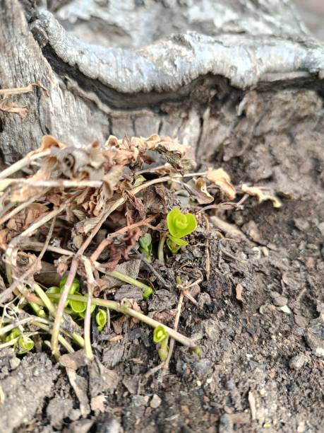 istock the first plants have woken up after winter 2205387223
