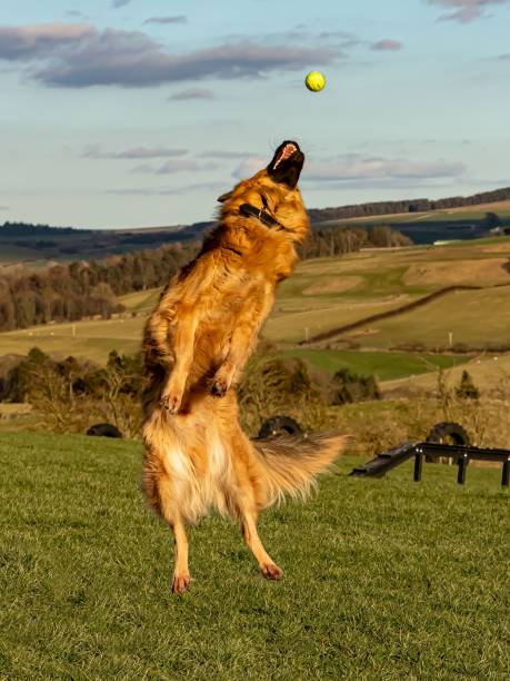 istock Dog Catching Ball In Mid-Air. 2205388658