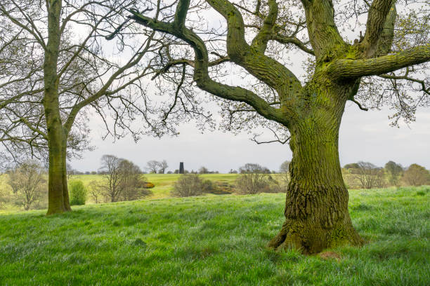 Westwood public parkland with disused windmill on horizon and landscape view flanked by established oak tree with distinct bark on a bright spring morning in Beverley, Yorkshire, UK.