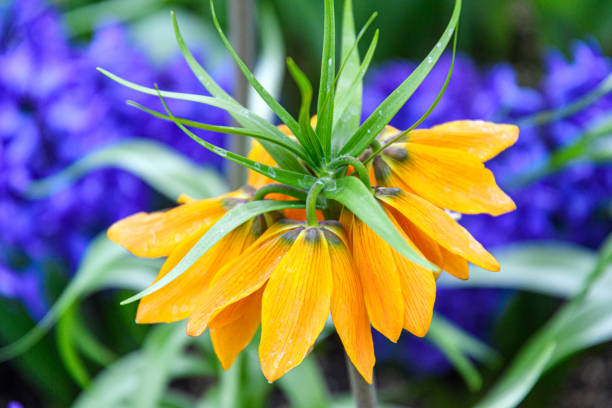 Crown Imperial Lily