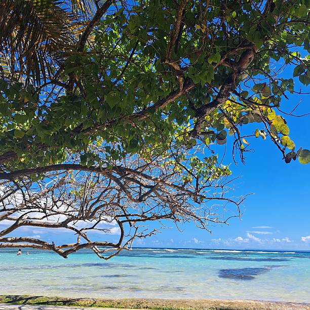 Beach, Tropical Climate, Palm Tree, Island, Sea