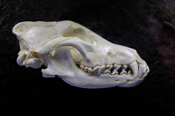 wolf skull with teeth. wild animal skull.