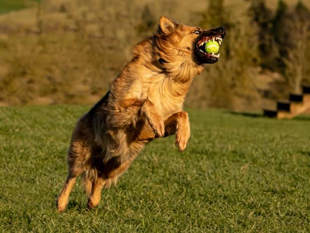 istock Dog Catchies Ball In Mouth. 2205390153
