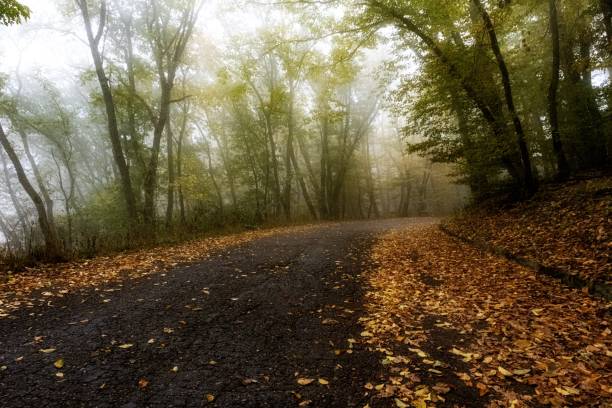 A walk outside the city on an autumn road.
