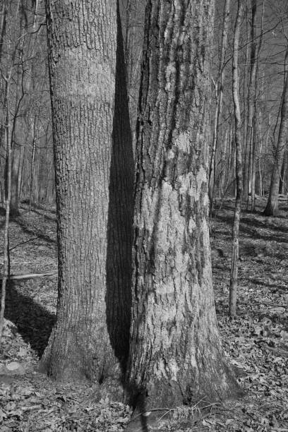 Bare white oak (Quercus alba, left) and northern red oak (Quercus rubra, right) growing very closely in the deep winter woods of Connecticut. Photographed in black and white. They've been competing for light, water, and soil resources their whole lives, yet both seem to be doing well, having grown about 80 feet tall. Note their overlapping root flares.