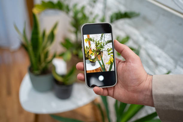 istock Person capturing houseplants using a smartphone in a modern interior setting 2205391112