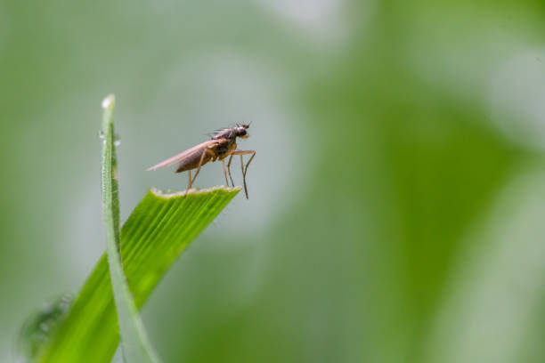 A tiny insect sits delicately on a blade of grass, surrounded by a soft, dreamy green background. With ample copy space on the right, this composition is perfect for nature-based editorial content, sustainability messages, and branding.
