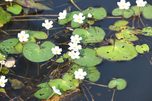 istock Nymphoides aquatica or banana lily. 2205392560