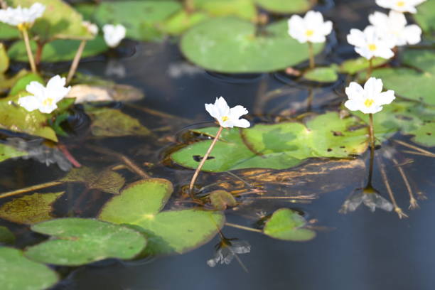 istock Nymphoides aquatica or banana lily. 2205392592