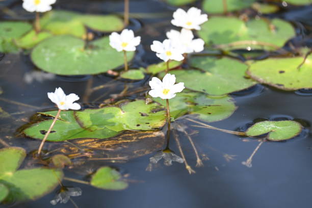 istock Nymphoides aquatica or banana lily. 2205392606