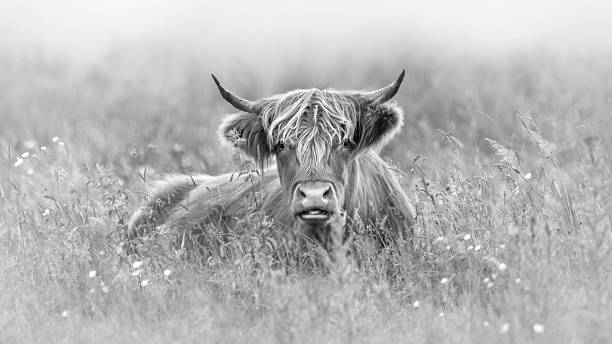 istock A Juvenile Highland Cow In A Meadow 2205392640