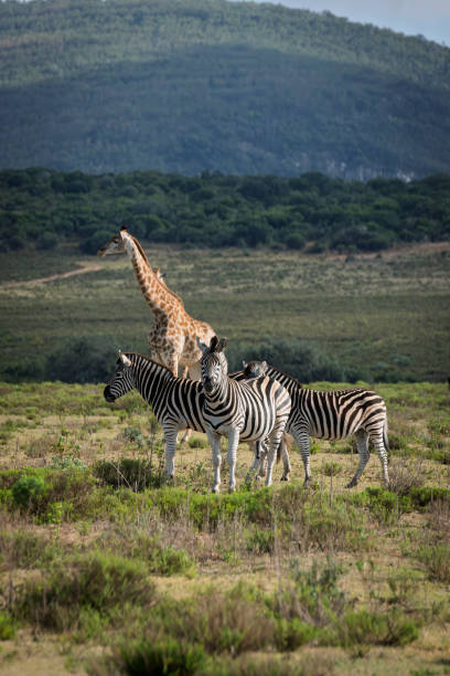 istock Reticulated Giraffe in a South African Game Reserve. 2205392670