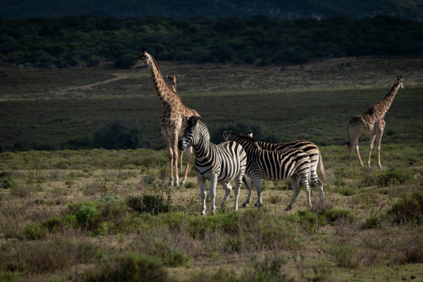 istock Reticulated Giraffe in a South African Game Reserve. 2205392770