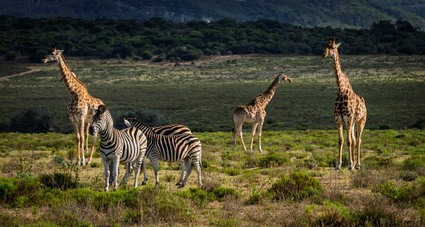 istock Reticulated Giraffe in a South African Game Reserve. 2205392771