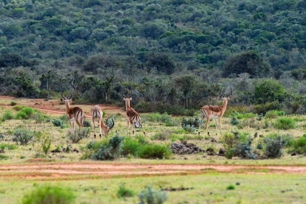 istock Impala in a South African Game Reserve. 2205392780