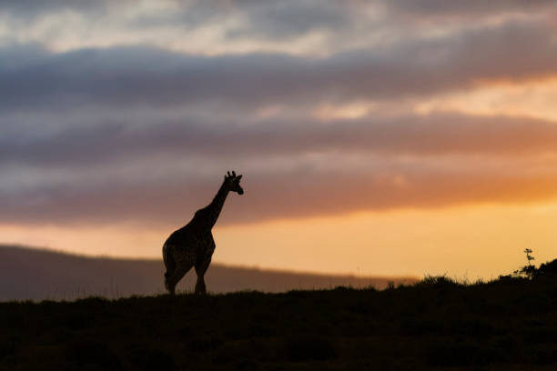 Afrika Sonnenaufgang  und Sonnenuntergang mit einer Giraffe im Etosha Nationalpark