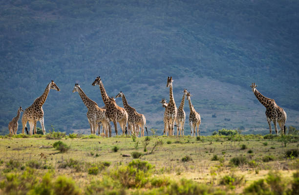 istock Reticulated Giraffe in a South African Game Reserve. 2205392860