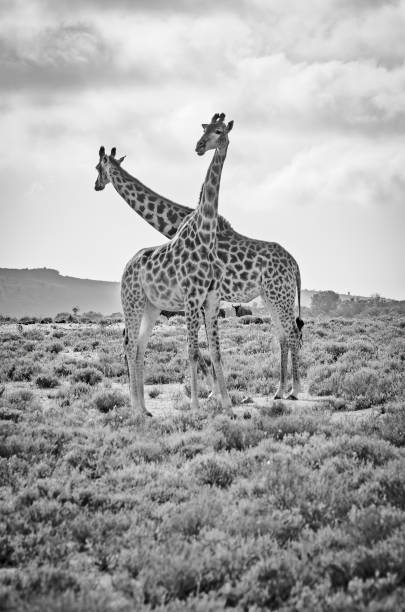 istock Reticulated Giraffe in a South African Game Reserve. 2205392893