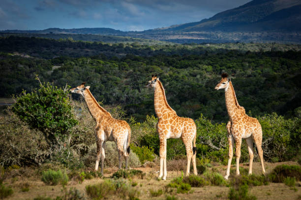 Reticulated Giraffe in a South African Game Reserve. Three young reticulated giraffe crossing the South African Veldt.