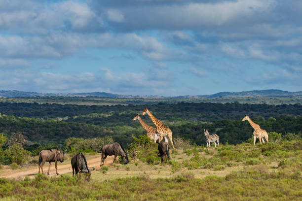 istock Reticulated Giraffe in a South African Game Reserve. 2205392914